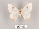 中文名:啞鈴帶鉤蛾(1282-6401)學名:Macrocilix mysticata flavotincta(1282-6401)