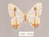 中文名:啞鈴帶鉤蛾(1282-6401)學名:Macrocilix mysticata flavotincta(1282-6401)
