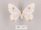 中文名:啞鈴帶鉤蛾(1282-6417)學名:Macrocilix mysticata flavotincta(1282-6417)