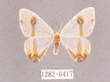 中文名:啞鈴帶鉤蛾(1282-6417)學名:Macrocilix mysticata flavotincta(1282-6417)
