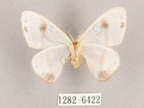 中文名:啞鈴帶鉤蛾(1282-6422)學名:Macrocilix mysticata flavotincta(1282-6422)