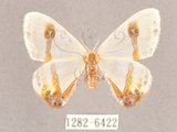 中文名:啞鈴帶鉤蛾(1282-6422)學名:Macrocilix mysticata flavotincta(1282-6422)