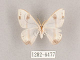 中文名:啞鈴帶鉤蛾(1282-6477)學名:Macrocilix mysticata flavotincta(1282-6477)