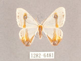 中文名:啞鈴帶鉤蛾(1282-6481)學名:Macrocilix mysticata flavotincta(1282-6481)