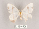 中文名:啞鈴帶鉤蛾(1282-6506)學名:Macrocilix mysticata flavotincta(1282-6506)