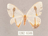 中文名:啞鈴帶鉤蛾(1282-6506)學名:Macrocilix mysticata flavotincta(1282-6506)