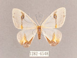 中文名:啞鈴帶鉤蛾(1282-6548)學名:Macrocilix mysticata flavotincta(1282-6548)