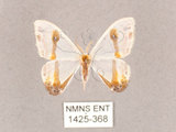 中文名:啞鈴帶鉤蛾(1425-368)學名:Macrocilix mysticata flavotincta(1425-368)