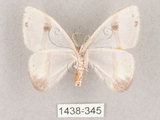 中文名:啞鈴帶鉤蛾(1438-345)學名:Macrocilix mysticata flavotincta(1438-345)