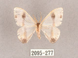 中文名:啞鈴帶鉤蛾(2095-277)學名:Macrocilix mysticata flavotincta(2095-277)