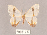 中文名:啞鈴帶鉤蛾(2095-277)學名:Macrocilix mysticata flavotincta(2095-277)