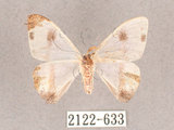 中文名:啞鈴帶鉤蛾(2122-633)學名:Macrocilix mysticata flavotincta(2122-633)