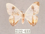 中文名:啞鈴帶鉤蛾(2122-633)學名:Macrocilix mysticata flavotincta(2122-633)
