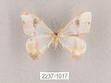 中文名:啞鈴帶鉤蛾(2237-1017)學名:Macrocilix mysticata flavotincta(2237-1017)