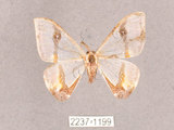 中文名:啞鈴帶鉤蛾(2237-1199)學名:Macrocilix mysticata flavotincta(2237-1199)