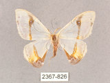 中文名:啞鈴帶鉤蛾(2367-826)學名:Macrocilix mysticata flavotincta(2367-826)