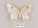 中文名:啞鈴帶鉤蛾(2397-619)學名:Macrocilix mysticata flavotincta(2397-619)
