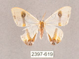 中文名:啞鈴帶鉤蛾(2397-619)學名:Macrocilix mysticata flavotincta(2397-619)