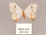 中文名:啞鈴帶鉤蛾(245-232)學名:Macrocilix mysticata flavotincta(245-232)