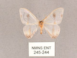 中文名:啞鈴帶鉤蛾(245-244)學名:Macrocilix mysticata flavotincta(245-244)
