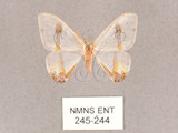 中文名:啞鈴帶鉤蛾(245-244)學名:Macrocilix mysticata flavotincta(245-244)