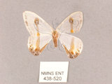 中文名:啞鈴帶鉤蛾(438-520)學名:Macrocilix mysticata flavotincta(438-520)