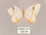 中文名:啞鈴帶鉤蛾(660-84)學名:Macrocilix mysticata flavotincta(660-84)