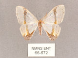 中文名:啞鈴帶鉤蛾(66-672)學名:Macrocilix mysticata flavotincta(66-672)