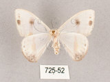 中文名:啞鈴帶鉤蛾(725-52)學名:Macrocilix mysticata flavotincta(725-52)