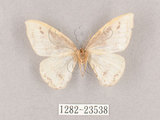 中文名:台灣波紋鉤蛾(1282-23538)學名:Macrocilix taiwana Wileman, 1911(1282-23538)