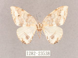 中文名:台灣波紋鉤蛾(1282-23538)學名:Macrocilix taiwana Wileman, 1911(1282-23538)