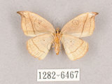 中文名:老葉兒鉤蛾(1282-6467)學名:Microblepsis manleyi formosensis(1282-6467)中文別名:黑角帶鉤蛾