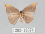中文名:橙角褐鉤蛾(1282-19374)學名:Microblepsis rugosa (Watson, 1968)(1282-19374)