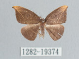 中文名:橙角褐鉤蛾(1282-19374)學名:Microblepsis rugosa (Watson, 1968)(1282-19374)