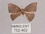 中文名:橙角褐鉤蛾(752-462)學名:Microblepsis rugosa (Watson, 1968)(752-462)
