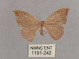 中文名:灰褐鉤蛾(1191-242)學名:Microblepsis violacea(1191-242)中文別名:黃帶褐鉤蛾
