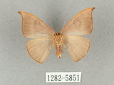 中文名:灰褐鉤蛾(1282-5851)學名:Microblepsis violacea(1282-5851)中文別名:黃帶褐鉤蛾