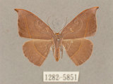 中文名:灰褐鉤蛾(1282-5851)學名:Microblepsis violacea(1282-5851)中文別名:黃帶褐鉤蛾