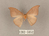 中文名:灰褐鉤蛾(1282-5952)學名:Microblepsis violacea(1282-5952)中文別名:黃帶褐鉤蛾