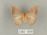 中文名:灰褐鉤蛾(1282-5956)學名:Microblepsis violacea(1282-5956)中文別名:黃帶褐鉤蛾