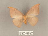 中文名:灰褐鉤蛾(1282-6082)學名:Microblepsis violacea(1282-6082)中文別名:黃帶褐鉤蛾