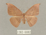 中文名:灰褐鉤蛾(1282-6082)學名:Microblepsis violacea(1282-6082)中文別名:黃帶褐鉤蛾