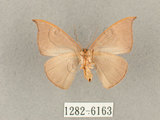 中文名:灰褐鉤蛾(1282-6163)學名:Microblepsis violacea(1282-6163)中文別名:黃帶褐鉤蛾