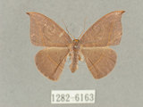 中文名:灰褐鉤蛾(1282-6163)學名:Microblepsis violacea(1282-6163)中文別名:黃帶褐鉤蛾