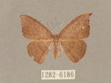 中文名:灰褐鉤蛾(1282-6186)學名:Microblepsis violacea(1282-6186)中文別名:黃帶褐鉤蛾