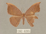 中文名:灰褐鉤蛾(1282-6205)學名:Microblepsis violacea(1282-6205)中文別名:黃帶褐鉤蛾