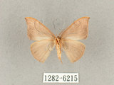 中文名:灰褐鉤蛾(1282-6215)學名:Microblepsis violacea(1282-6215)中文別名:黃帶褐鉤蛾