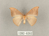 中文名:灰褐鉤蛾(1282-6262)學名:Microblepsis violacea(1282-6262)中文別名:黃帶褐鉤蛾