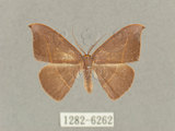 中文名:灰褐鉤蛾(1282-6262)學名:Microblepsis violacea(1282-6262)中文別名:黃帶褐鉤蛾