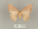 中文名:灰褐鉤蛾(1282-6298)學名:Microblepsis violacea(1282-6298)中文別名:黃帶褐鉤蛾